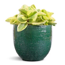 Jolin Plant Pot - Forest -Plant Supplies Sale Peperomia obtusifolia Obtipan Bicolor 12x20cm Jolin Plant Pot Forest 14x13cm