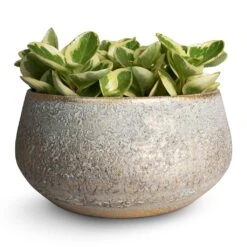 Noor Plant Bowl - Metallic Grey -Plant Supplies Sale Peperomia obtusifolia Obtipan Bicolor 12x20cm Noor Plant Bowl Metallic Grey 28x13cm