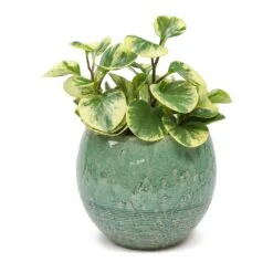 Peperomia Obtusifolia Variegata - Variegated Baby Rubber Plant -Plant Supplies Sale Peperomia obtusifolia Variegata Variegated Baby Rubber Plant Femme Azure Plant Pot