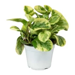 Peperomia Obtusifolia Variegata - Variegated Baby Rubber Plant