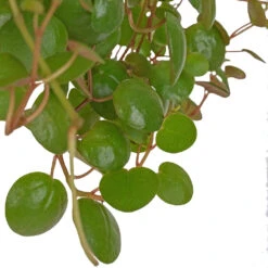 Peperomia Prostrata Pepperspot - String Of Coins 15 Peperomia Prostrata Pepperspot - String Of Coins -Plant Supplies Sale Peperomia prostrata Pepperspot String of Coins 11x25cm 2
