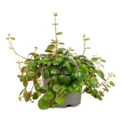 Peperomia Prostrata Pepperspot - String Of Coins 13 Peperomia Prostrata Pepperspot - String Of Coins -Plant Supplies Sale Peperomia prostrata Pepperspot String of Coins 11x25cm 4