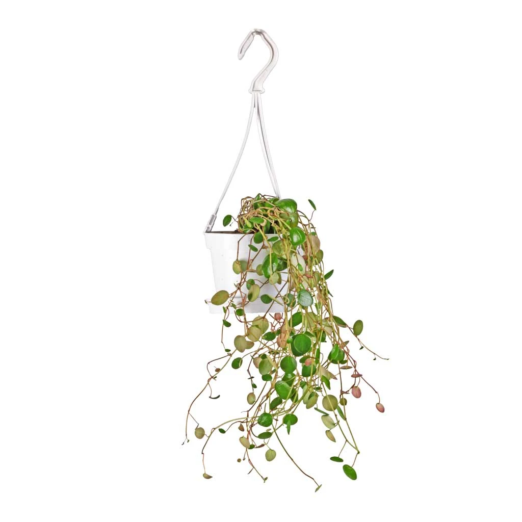 Peperomia Prostrata Pepperspot - String Of Coins 6 Peperomia Prostrata Pepperspot - String Of Coins - Image 6