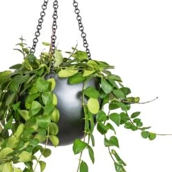 Aeschynanthus Pink Polka - Lipstick Plant -Plant Supplies Sale Peperomia prostrata Pepperspot String of Coins 15x20cm Gradient Hanging Plant Globe Matt Grey 24x19cm 2