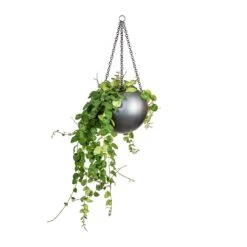 Gradient Hanging Plant Globe - Matt Grey -Plant Supplies Sale Peperomia prostrata Pepperspot String of Coins 15x20cm Gradient Hanging Plant Globe Matt Grey 24x19cm 8229e548 e96e 4af8 a4b4 9dfa73bde1f8