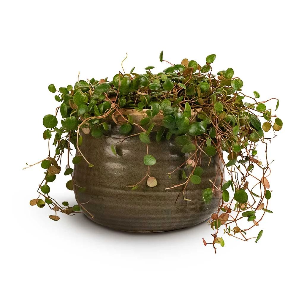 Peperomia Prostrata Pepperspot - String Of Coins 9 Peperomia Prostrata Pepperspot - String Of Coins - Image 9