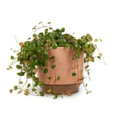 Peperomia Prostrata Pepperspot - String Of Coins 18 Peperomia Prostrata Pepperspot - String Of Coins -Plant Supplies Sale Peperomia prostrata Pepperspot String of Coins 15x20cm Suze Plant Pot Pink 17x16cm