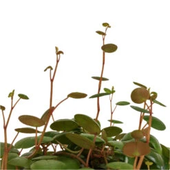 Peperomia Prostrata Pepperspot - String Of Coins 14 Peperomia Prostrata Pepperspot - String Of Coins -Plant Supplies Sale Peperomia prostrata Pepperspot String of Coins DETAIL