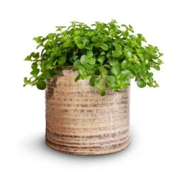 Hera Plant Pot - Ivory -Plant Supplies Sale Peperomia rotundifolia Trailing Jade Plant 15x25cm Hera Plant Pot Ivory 2