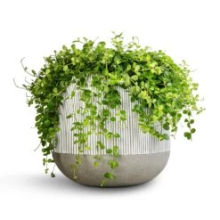 Pax Plant Pot - Ridged White Stripe -Plant Supplies Sale Peperomia rotundifolia Trailing Jade Plant 28x50cm Pax Plant Pot Ridged White Stripe 40x36cm 2 984ef851 7643 4afb a165 7fc6a1373102