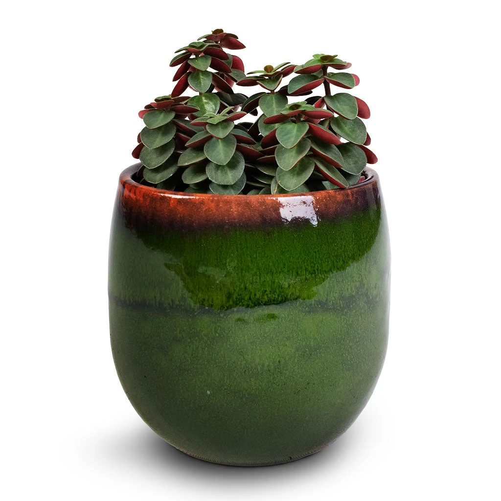 Charlotte Plant Pot - Green 17 Charlotte Plant Pot - Green - Image 17