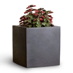 Fleur Natural Planter - Black -Plant Supplies Sale Peperomia verticillata Red Log 11x15cm Fleur Natural Planter Black 15x15x15cm 2