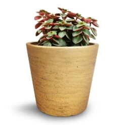Peperomia Verticillata Red Log 12 Peperomia Verticillata Red Log -Plant Supplies Sale Peperomia verticillata Red Log 11x15cm Mini Bucket Plant Pot Metallic Gold 14x12cm cc507e3f 88cf 4306 90fd 31e40b4b54fd