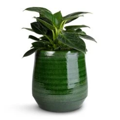 Remi Plant Pot - Green -Plant Supplies Sale Philodendron Birkin White Wave 12x25cm Remi Plant Pot Green 18x19cm