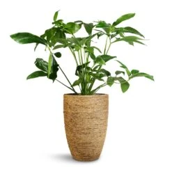 Philodendron Green Wonder 10 Philodendron Green Wonder -Plant Supplies Sale Philodendron Green Wonder 24x80cm Ben Plant Pot Straw Grass 30x41cm