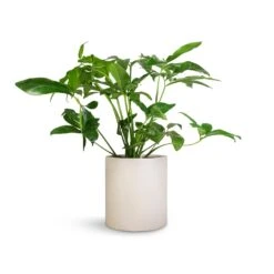 Max Refined Planter - Natural White 15 Max Refined Planter - Natural White -Plant Supplies Sale Philodendron Green Wonder 24x80cm Max Refined Planter Natural White 29x29.5cm 6ef17a10 0fc4 45b9 855a 1056dc1f85c8