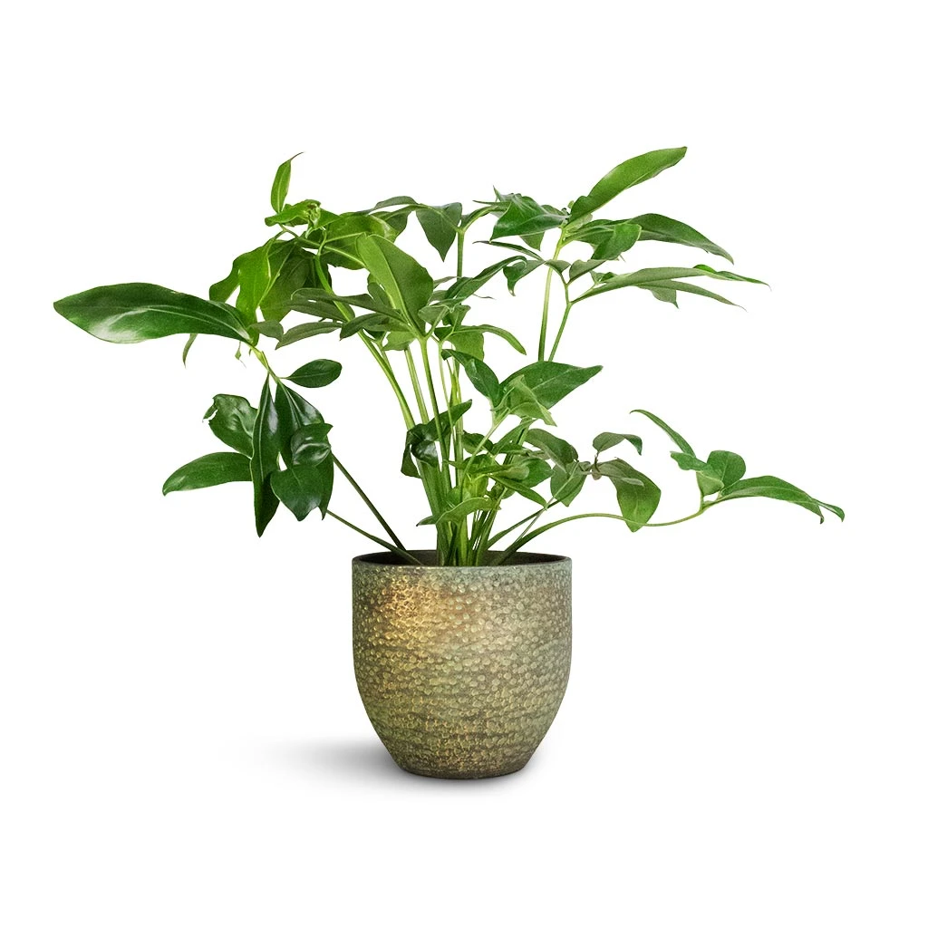 Philodendron Green Wonder 1 Philodendron Green Wonder