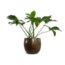 Philodendron Green Wonder 14 Philodendron Green Wonder -Plant Supplies Sale Philodendron Green Wonder Gusto Metal Plant Pots Set of 3 Old Brown