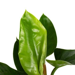 Philodendron Imperial Green -Plant Supplies Sale Philodendron Imperial Green 17x50cm 1