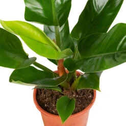 Philodendron Imperial Green -Plant Supplies Sale Philodendron Imperial Green 17x50cm 2