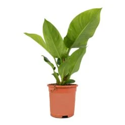 Philodendron Imperial Green -Plant Supplies Sale Philodendron Imperial Green 17x50cm