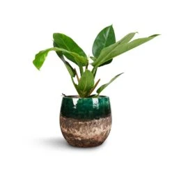 Philodendron Imperial Green -Plant Supplies Sale Philodendron Imperial Green 17x50cm Lindy Plant Pot Black Green 23x20cm 1