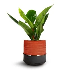 Philodendron Imperial Green -Plant Supplies Sale Philodendron Imperial Green 17x50cm Marlijn Plant Pot Coral 21x21cm 1