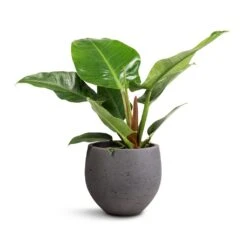 Mini Orb Kevan Plant Pot - Black Washed -Plant Supplies Sale Philodendron Imperial Green 19x50cm Mini Orb Kevan Plant Pot Black Washed 25x21cm db4607f1 0a87 4184 a705 db2ea000f8ab
