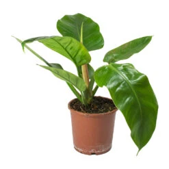 Philodendron Imperial Green -Plant Supplies Sale Philodendron Imperial Green