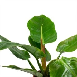 Philodendron Imperial Green -Plant Supplies Sale Philodendron Imperial Green Leaves