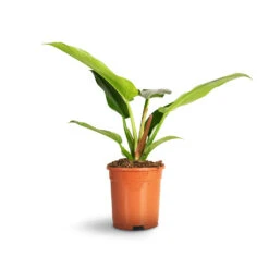 Philodendron Imperial Green -Plant Supplies Sale Philodendron Imperial Green 35ef9fe9 aa94 4960 8b8b 03aec7827fd5