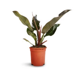 Philodendron Imperial Red -Plant Supplies Sale Philodendron Imperial Red 17x50cm 2