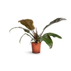 Philodendron Imperial Red -Plant Supplies Sale Philodendron Imperial Red 17x50cm