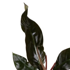 Philodendron Imperial Red -Plant Supplies Sale Philodendron Imperial Red 17x50cm 2 e8fdfc92 0f4f 44a8 9630 c2b4c949d33d