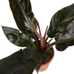 Philodendron Imperial Red -Plant Supplies Sale Philodendron Imperial Red 17x50cm 3