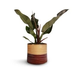 Philodendron Imperial Red -Plant Supplies Sale Philodendron Imperial Red 17x50cm Didi Plant Pot Rustic Red Dip 20x18cm 1