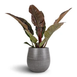 Philodendron Imperial Red -Plant Supplies Sale Philodendron Imperial Red 17x50cm Esra Plant Pot Mystic Grey 26x26cm