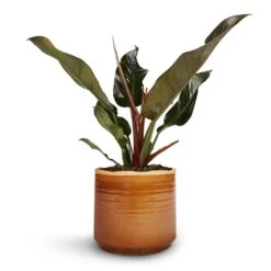 Philodendron Imperial Red -Plant Supplies Sale Philodendron Imperial Red 17x50cm Jordy Plant Pot Caramel 20x18cm 1