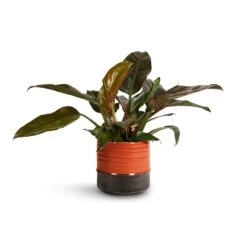 Philodendron Imperial Red -Plant Supplies Sale Philodendron Imperial Red 19x55cm Marlijn Plant Pot Coral 21x21cm