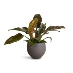 Philodendron Imperial Red -Plant Supplies Sale Philodendron Imperial Red 19x55cm Mini Orb Kevan Plant Pot Black Washed 25x21cm