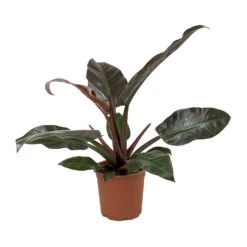 Philodendron Imperial Red -Plant Supplies Sale Philodendron Imperial Red