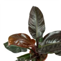 Philodendron Imperial Red -Plant Supplies Sale Philodendron Imperial Red Leaves