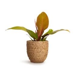 Cody Plant Pot - Straw Grass -Plant Supplies Sale Philodendron Prince of Orange 10.5x30cm Cody Plant Pot Straw Grass 17x15cm a6822c98 32bd 4c63 a74f aafb2edd6dc0