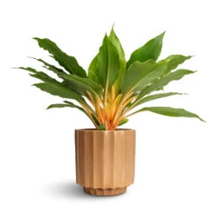 Bourton Scalloped Plant Pot - Clay -Plant Supplies Sale Philodendron Prince of Orange 12x25cm Bourton Scalloped Plant Pot Clay 16x16cm