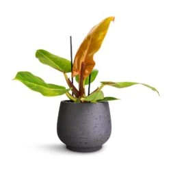 Mini Pixie Plant Pot - Black Washed -Plant Supplies Sale Philodendron Prince of Orange 12x25cm Mini Pixie Plant Pot Black Washed 18x15cm 240538b0 cfbb 4b5d 8e7b c14f5546aa64