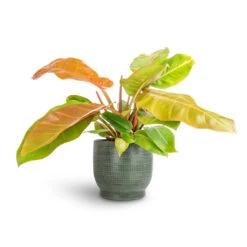 Lykke Plant Pot - Sage -Plant Supplies Sale Philodendron Prince of Orange 17x50cm Lykke Plant Pot Sage 21x20cm 7c09e0f4 85bc 437d 99a7 cca96e0fe403