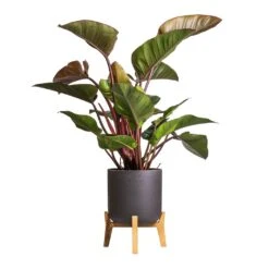 Philodendron Red Beauty -Plant Supplies Sale Philodendron Red Beauty 27x100cm Charlie Plant Pot Low Stand Black Washed