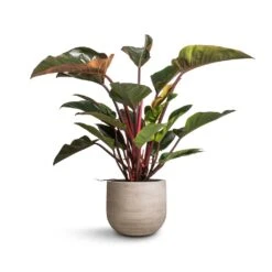 Philodendron Red Beauty -Plant Supplies Sale Philodendron Red Beauty 27x100cm Cody Plant Pot Ridged Cement 35x31cm