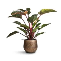 Ryan Plant Pot - Shiny Gold -Plant Supplies Sale Philodendron Red Beauty 27x100cm Ryan Plant Pot Shiny Gold 36x32cm 8542260e 1c67 48dc a319 49f590e6cc21