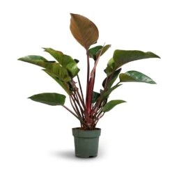 Philodendron Red Beauty -Plant Supplies Sale Philodendron Red Beauty 27x90cm